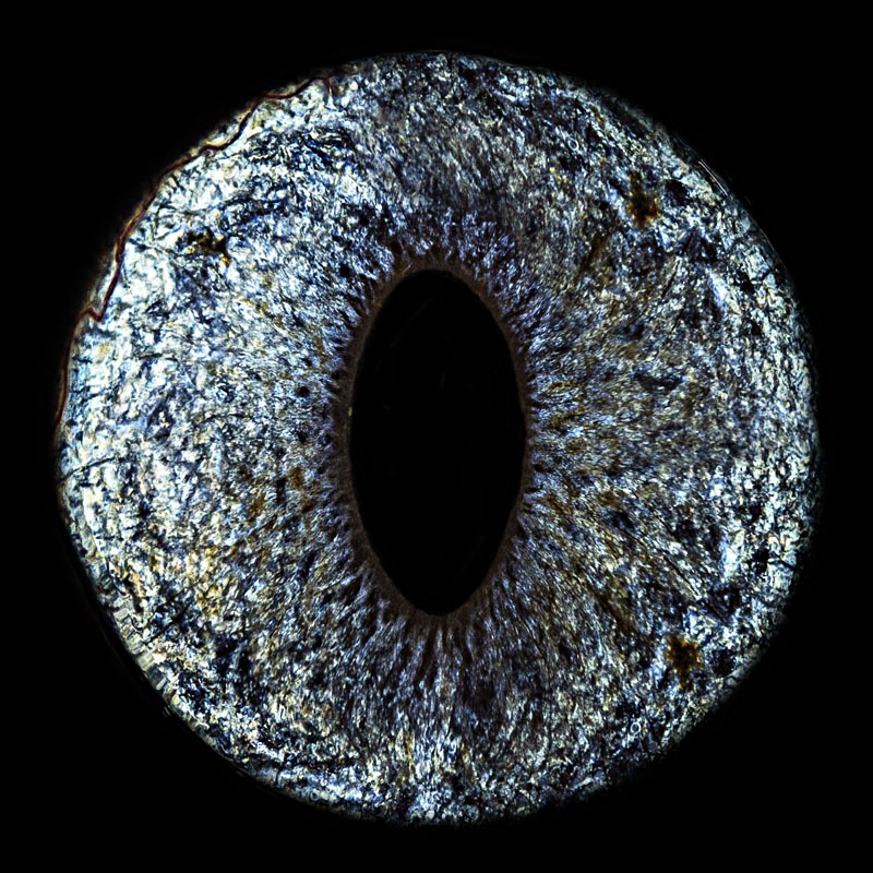 Sofisticação Felina