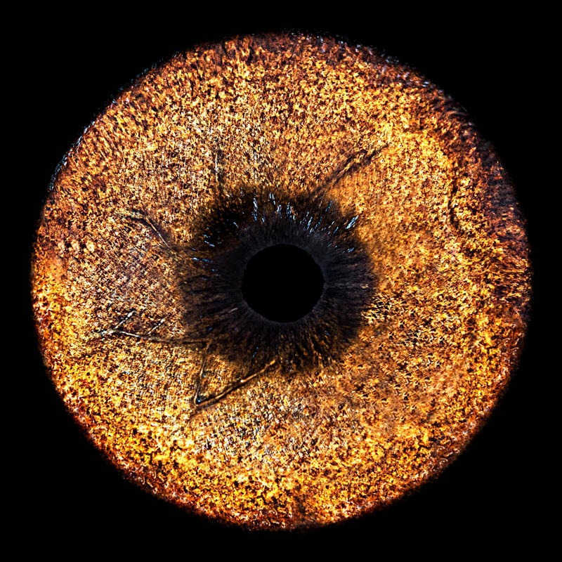 Seu pet sempre com você